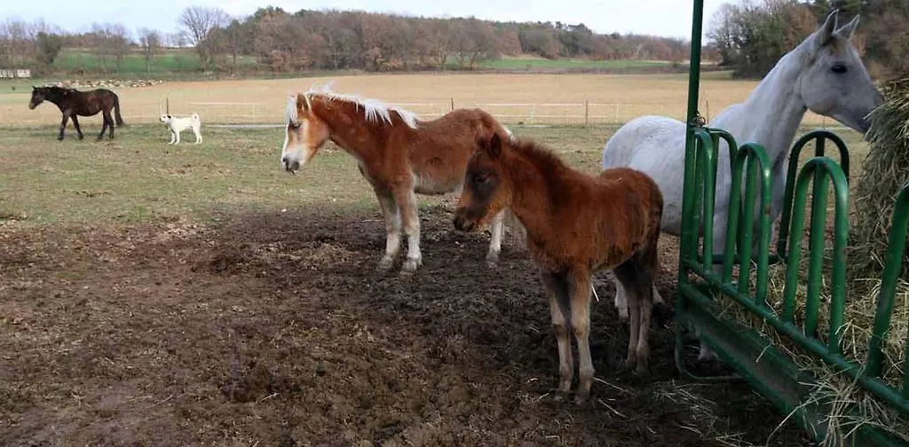 הוילה Lurs Ferme Equestre Les Coccinelles בית חווה